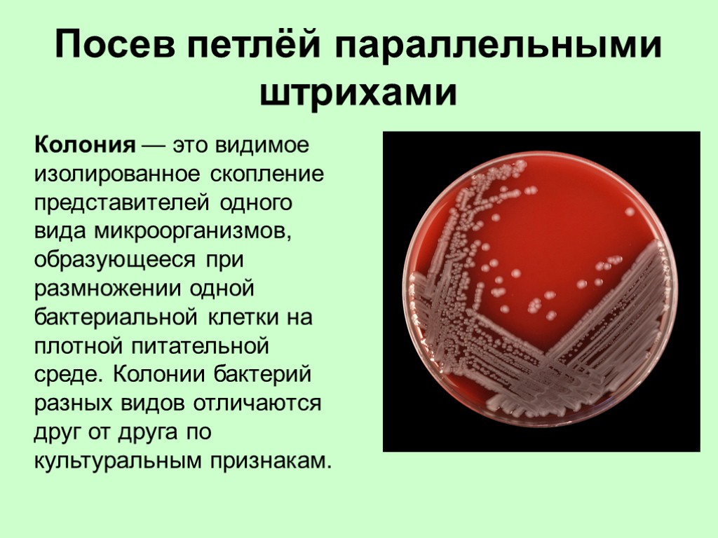 Посев петлёй параллельными штрихами Колония — это видимое изолированное скопление представителей одного вида микроорганизмов,